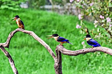 赛朋肉鸽独立《数字魅影：极限竞赛》测试报名进行中
